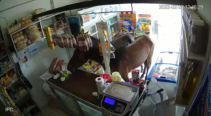 Caballos entraron a un negocio y comieron dulces