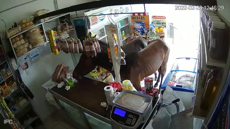 Caballos entraron a un negocio y comieron dulces