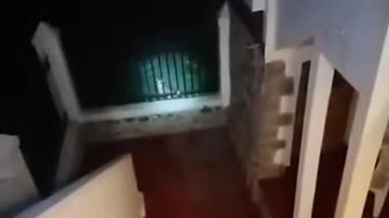 Un puma acecha a viviendas en Ascochinga