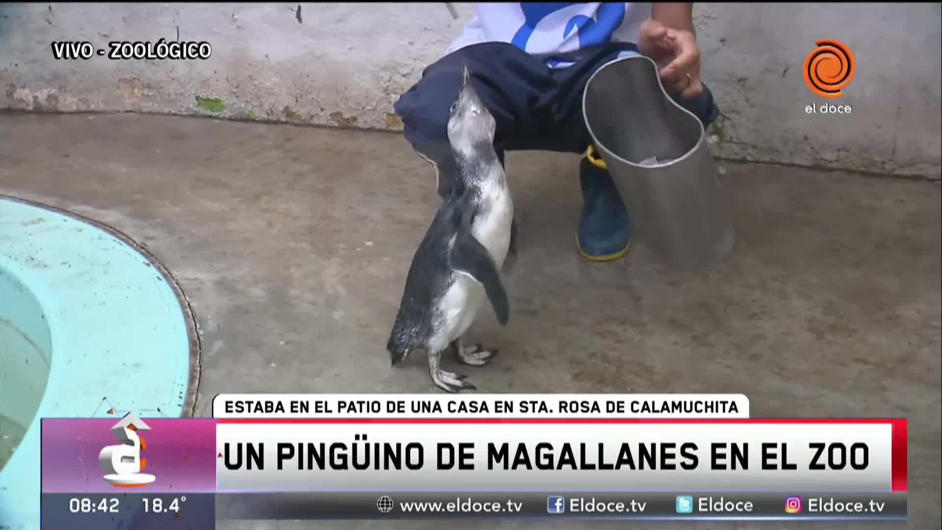 El pingüino rescatado en Córdoba