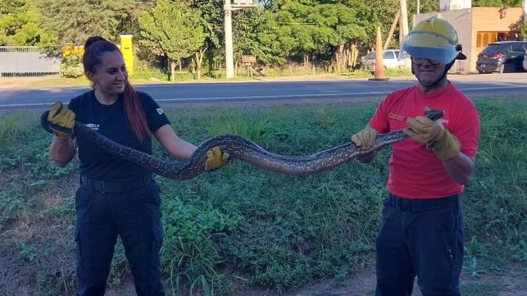 Rescataron a una enorme boa constrictora en el norte cordobés