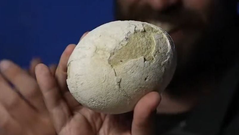 La emoción de le expedición del Conicet al encontrar el huevo de un dinosaurio carnívoro