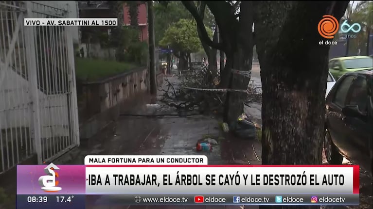 Tormenta en Córdoba: iba a trabajar, un árbol se cayó y le destrozó el auto