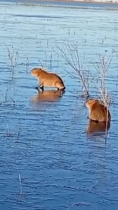 Dos carpinchos sobre la laguna congelada