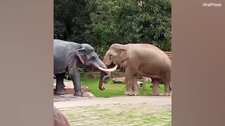 Un elefante luchó cara a cara contra una estatua igual a él