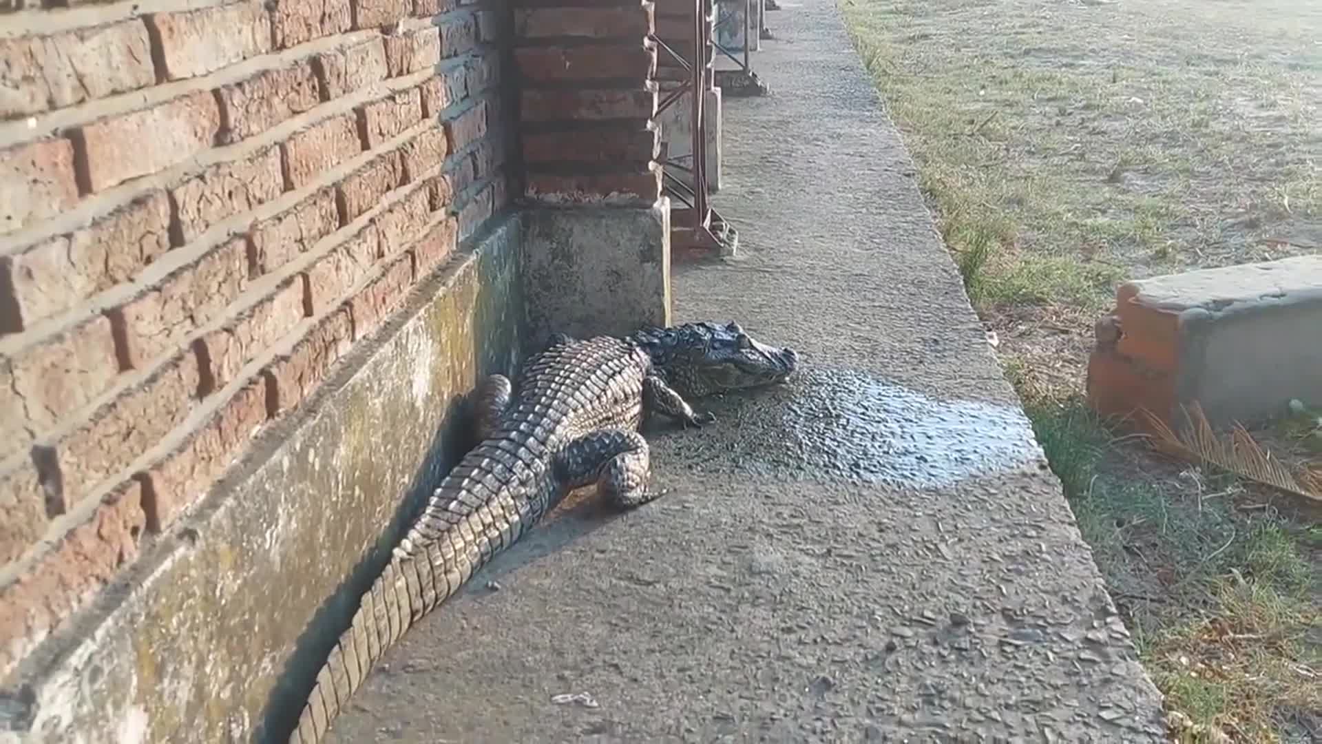 Encontraron un yacaré en el patio de la escuela