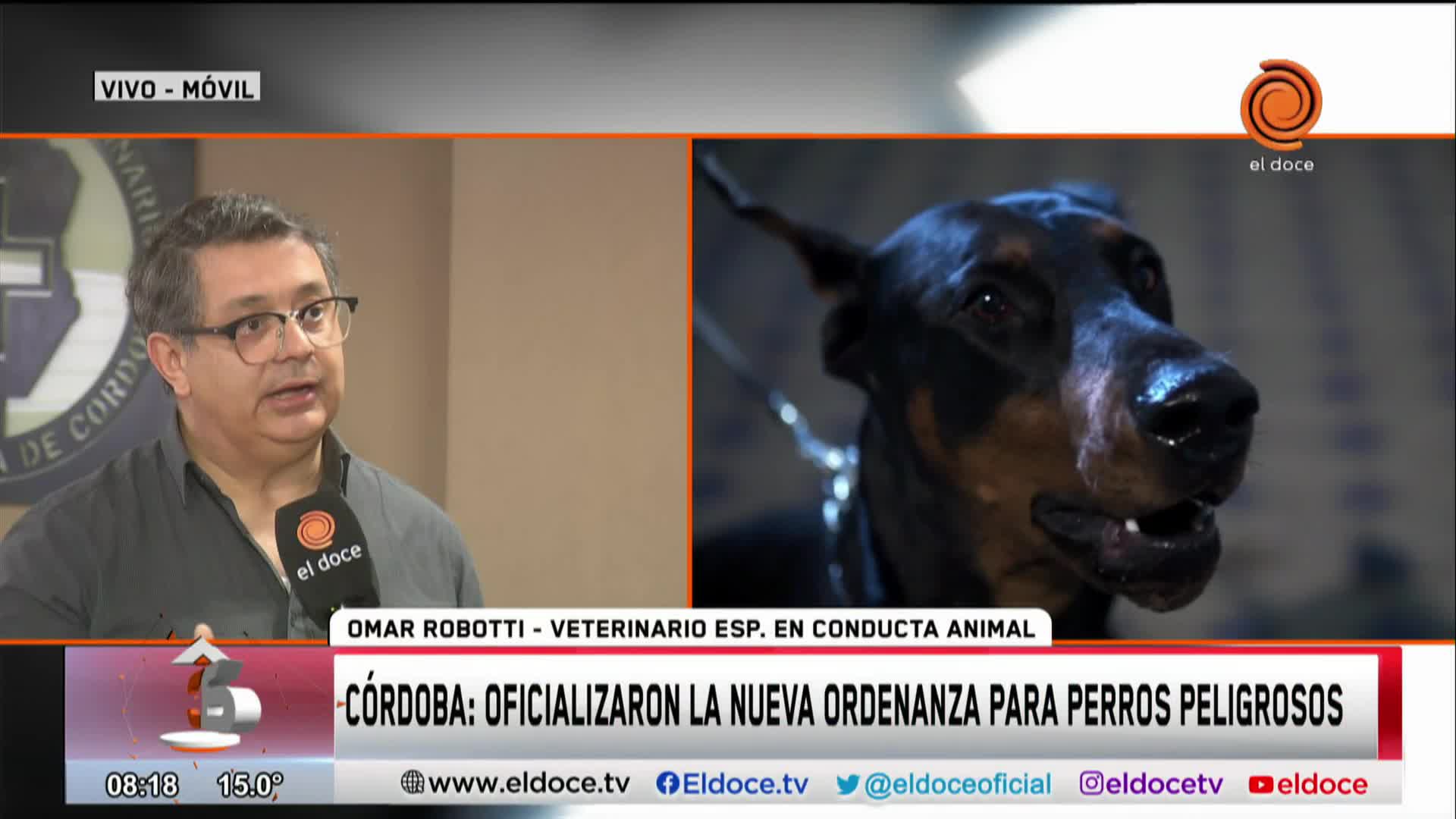 Ordenanza de perros peligrosos: aseguran que se debe tener en cuenta a perros de la calle