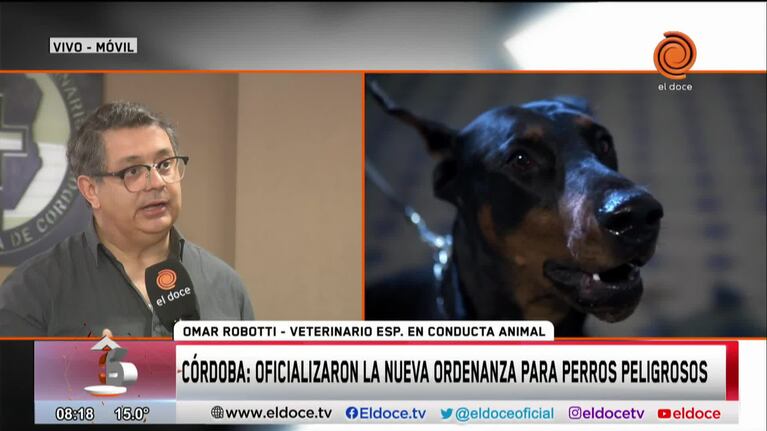 Ordenanza de perros peligrosos: aseguran que se debe tener en cuenta a perros de la calle