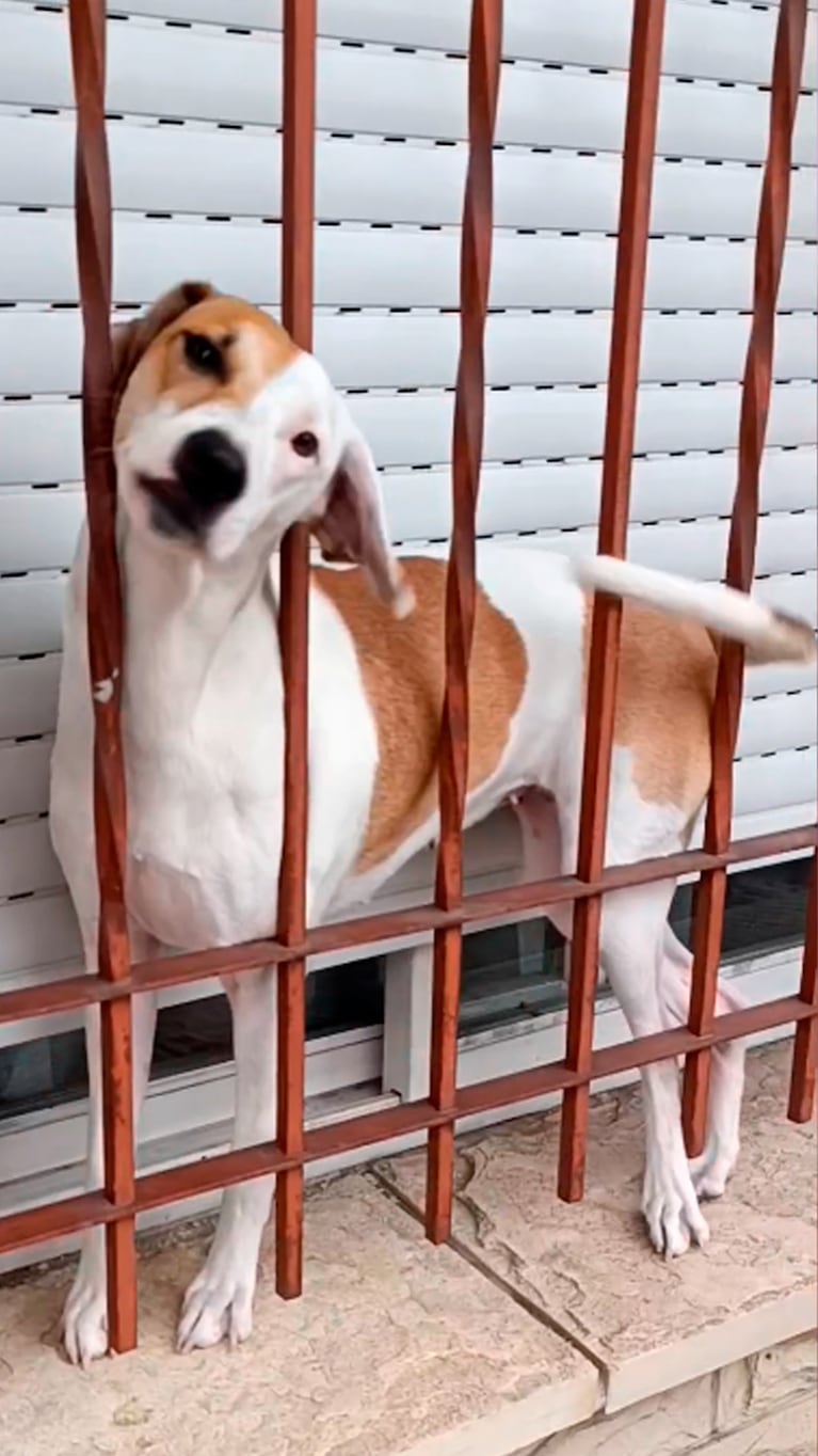 Su instinto de madre no le falló y salvó al perrito