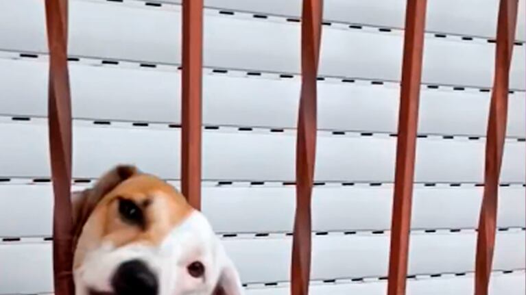 Su instinto de madre no le falló y salvó al perrito