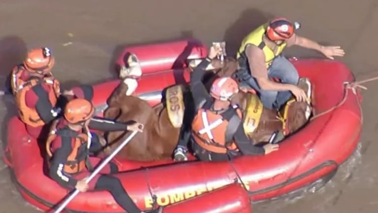 Así fue el épico rescate de Caramelo, el caballo atrapado por las inundaciones en Brasil