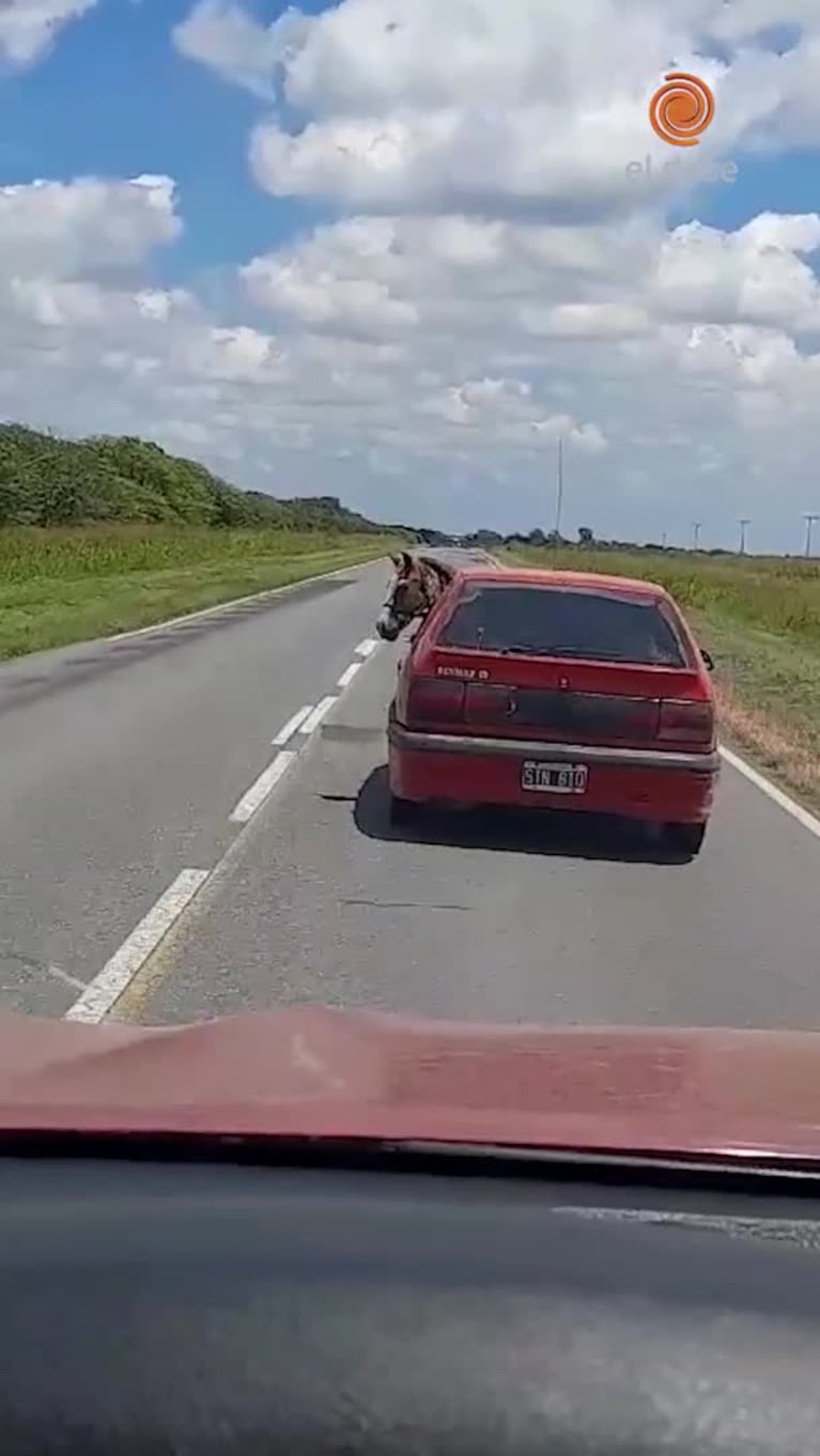 Transportó un caballo adentro de su auto