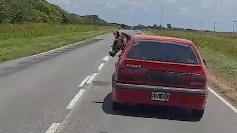 Transportó un caballo adentro de su auto