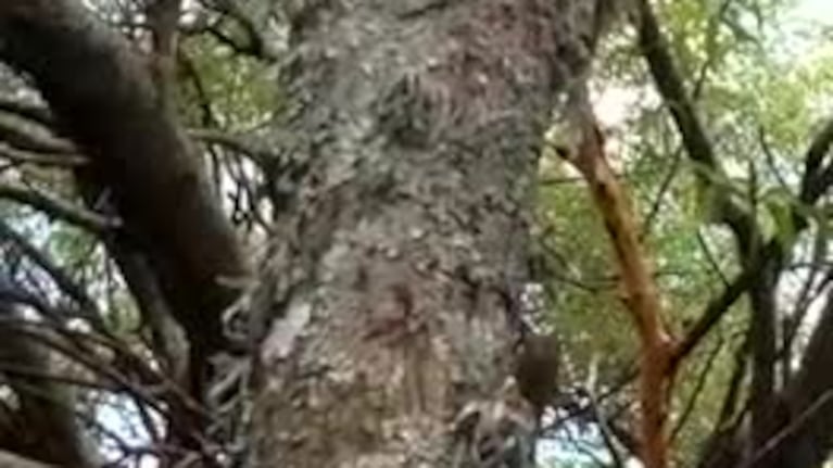Nacieron monos mellizos en el Proyecto Carayá
