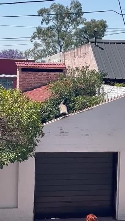 Un pavo real apareció en un barrio de Córdoba