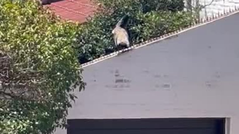 Un pavo real apareció en un barrio de Córdoba