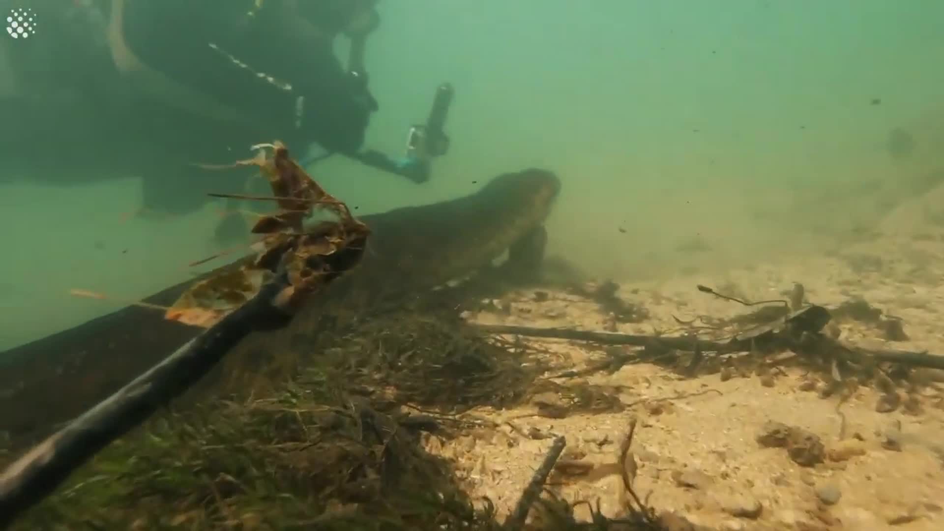 La impactante anaconda filmada por dos buzos