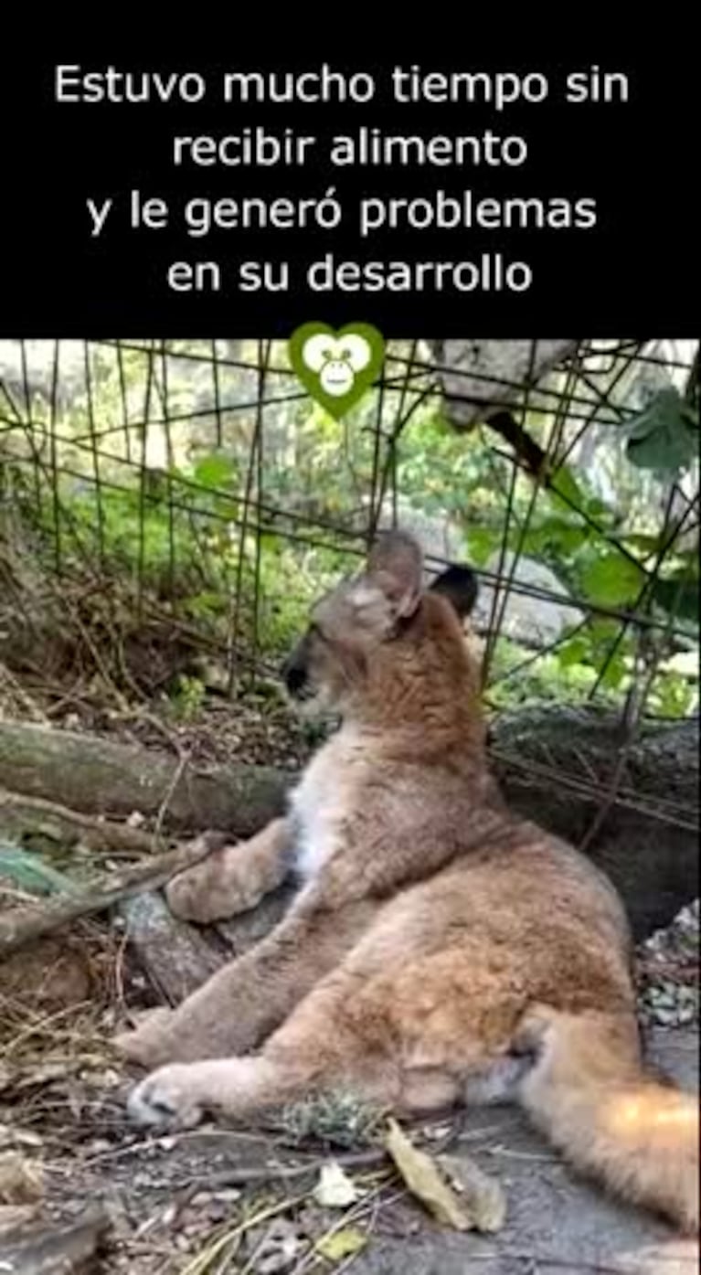 Dos cachorros de puma fueron rescatados en campos de Córdoba