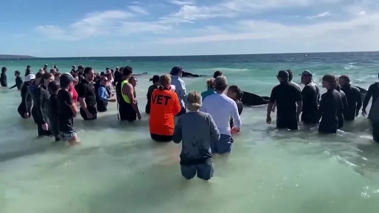 160 ballenas encallaron en la costa de Australia