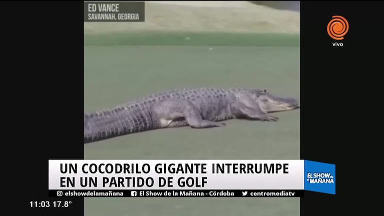 Un cocodrilo suelto en Georgia