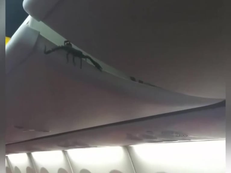 Un escorpión en pleno vuelo