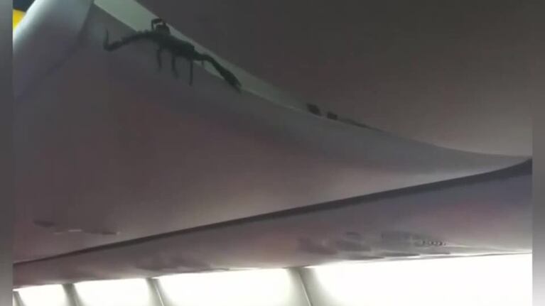 Un escorpión en pleno vuelo