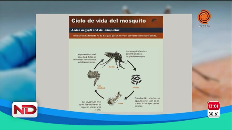 Los síntomas del dengue y cómo prevenirlo