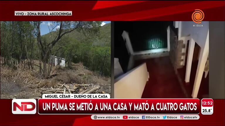 "Éste es su hábitat", aclararon sobre el puma que cazó cuatro gatos