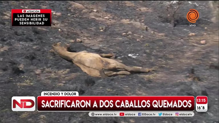 Sacrificaron a caballos quemados en el incendio