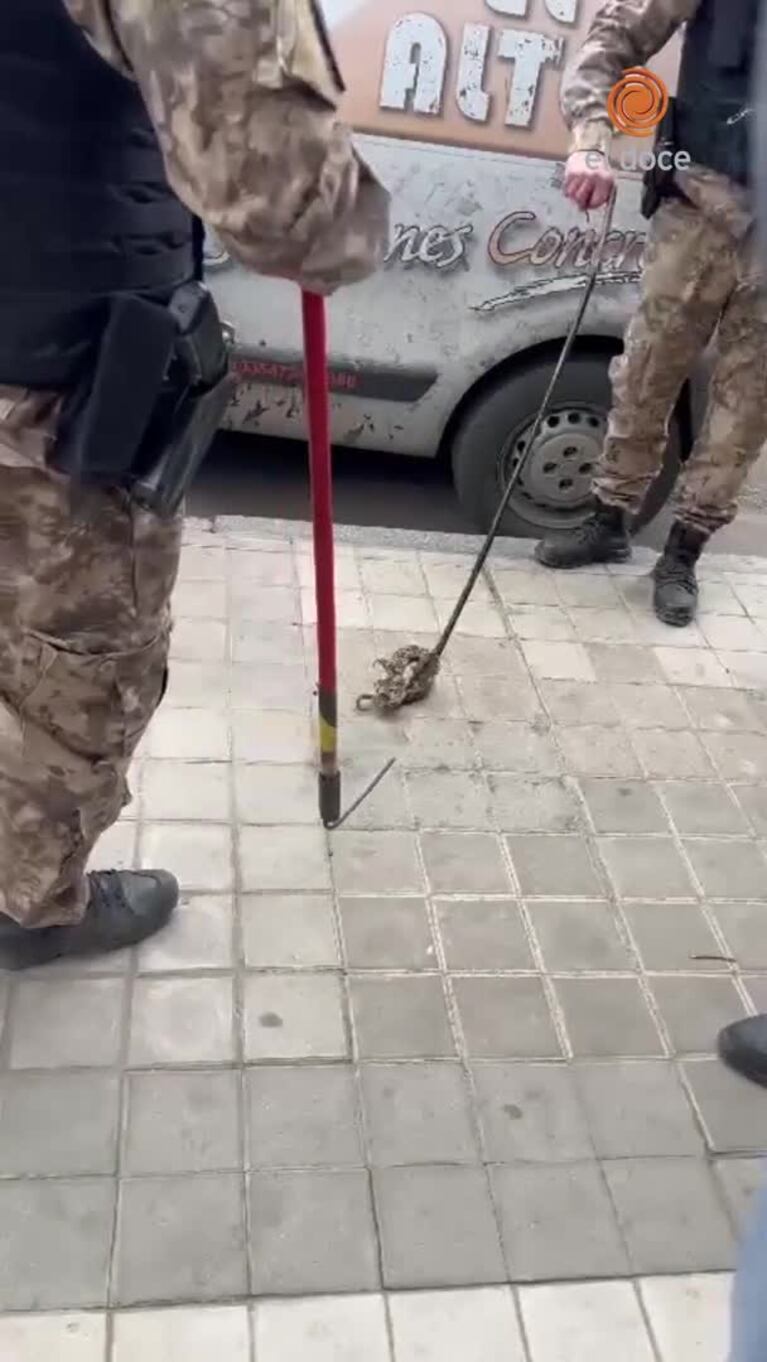 Rescataron a la víbora que apareció en el tablero de un auto