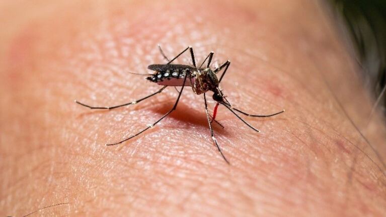 Dengue en Córdoba: confirmaron la muerte de dos mujeres