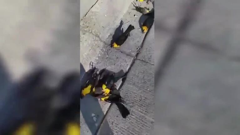 Investigan la muerte de cientos de pájaros en México
