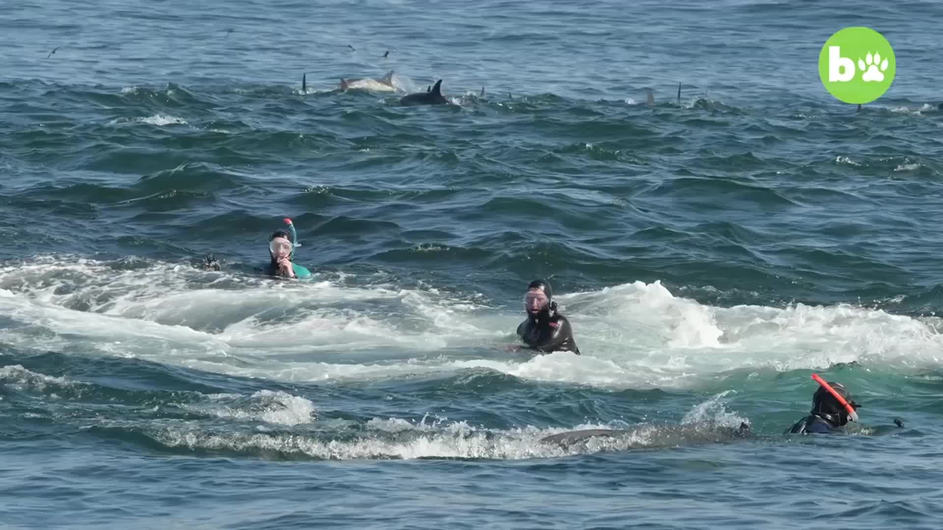 Una ballena engulló un buzo.mp4