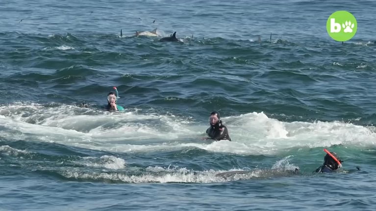 Una ballena se tragó a un buzo