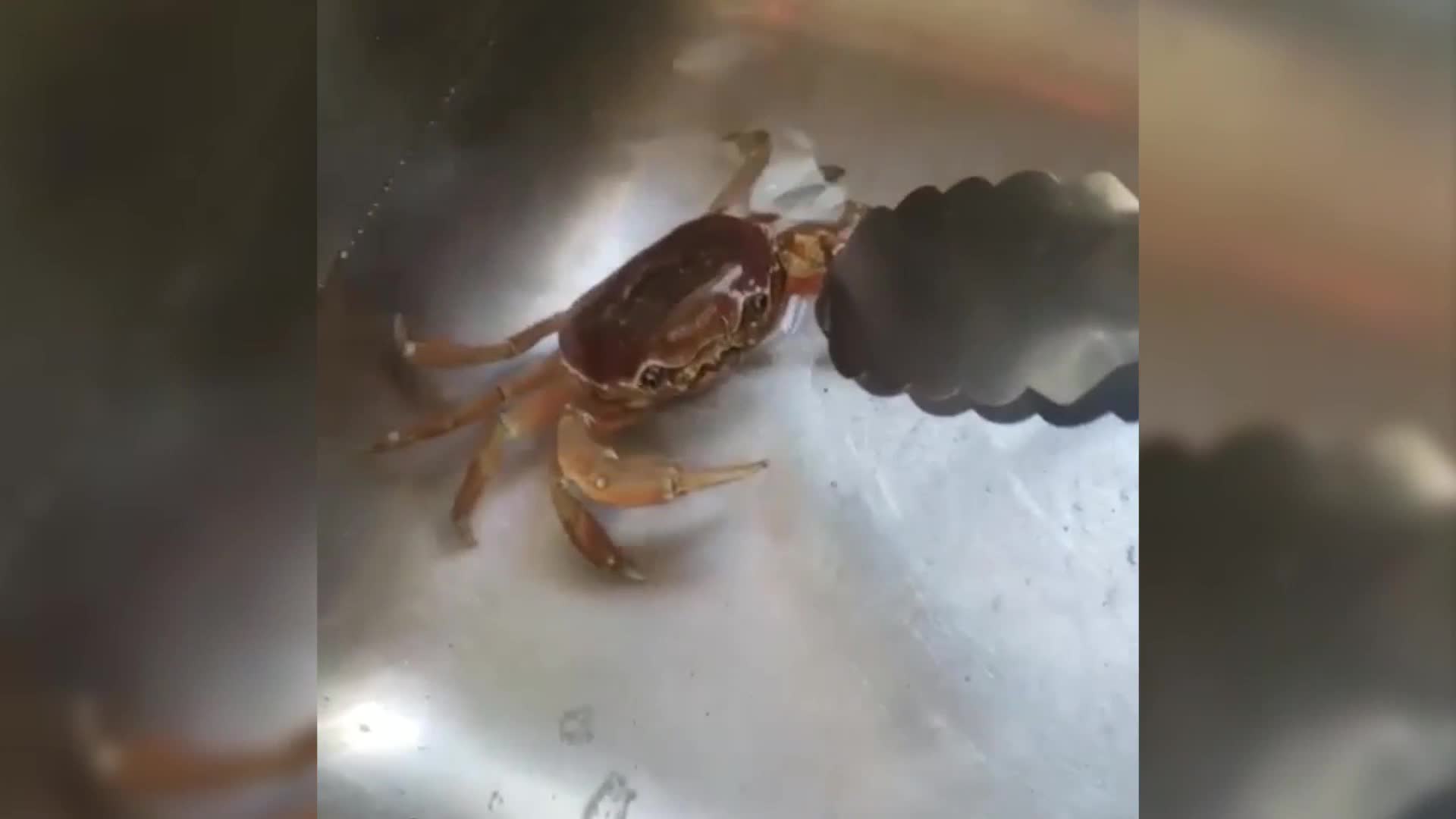 Un cangrejo tuvo crías en la pileta de su cocina