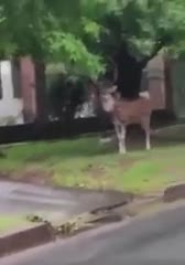 Apareció un ciervo suelto en las calles de La Plata