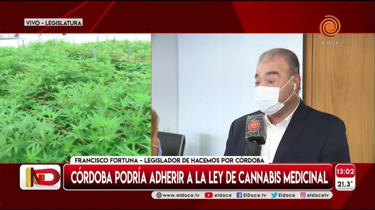 Cannabis medicinal: qué implica la adhesión de Córdoba a la ley