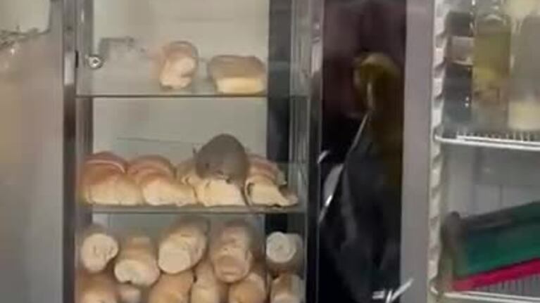 Grabaron a una rata comiendo en una panadería