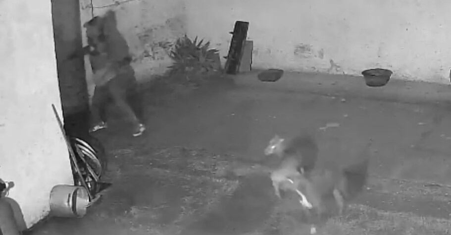 Quiso robar pero escapó por la tapia porque las dos perras de la casa lo espantaron