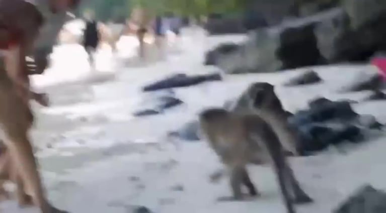 El ataque de monos a un nene en Tailandia