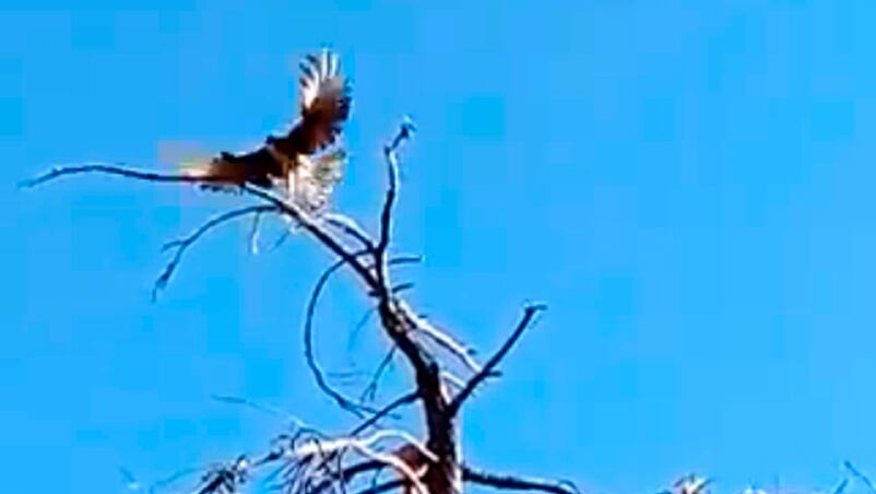 Un bombero liberó a un aguilucho atrapado en un árbol