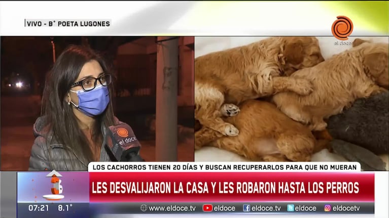 Inseguridad: los desvalijaron y se llevaron tres cachorros recién nacidos