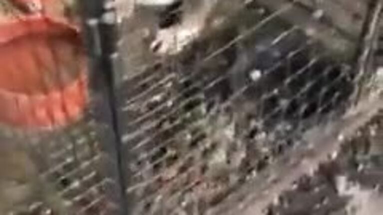 Rescataron 20 bulldogs de un criadero clandestino