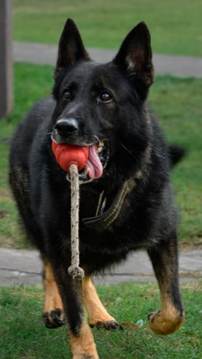 La despedida del perro Buster