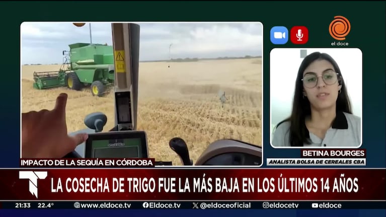 Córdoba ante la peor cosecha de trigo en 14 años: los motivos