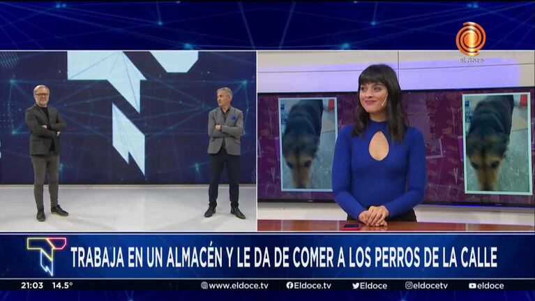 La situación de los perros callejeros en Córdoba