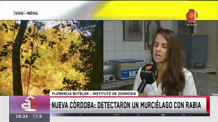 Detectaron un murciélago con rabia en Nueva Córdoba