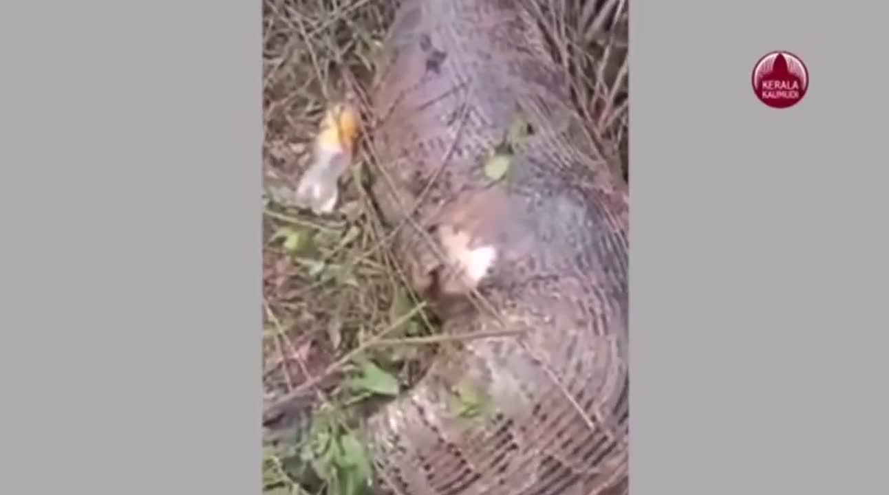 Así se le explotó el estómago a una serpiente