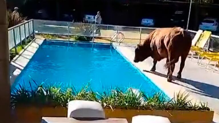 En medio del calor sofocante un toro terminó dentro de la pileta de un complejo turístico