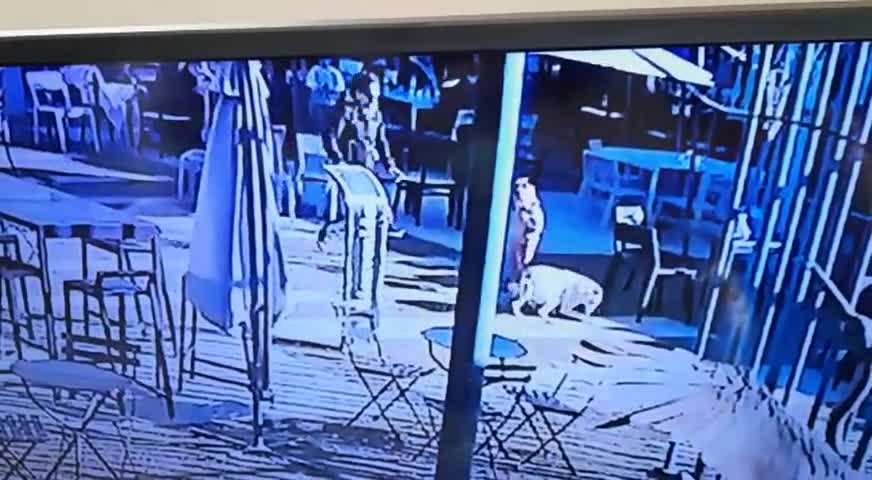 Le pegó y mató a un perro para salvar a su hijo